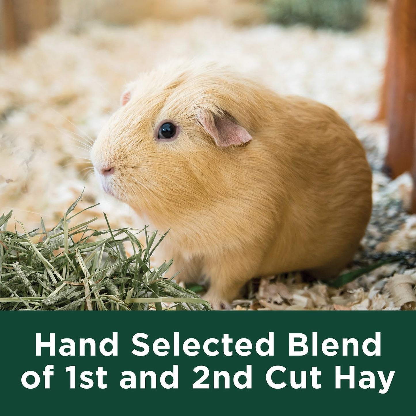 https://www.basketryplace.shop/products/kaytee-all-natural-timothy-hay-for-guinea-pigs-rabbits-other-small-animals-12-pound - https://www.basketryplace.shop/